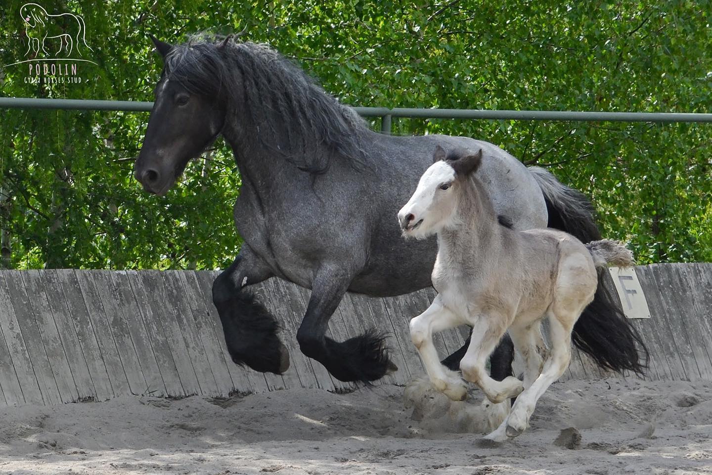 Black Roan Filly Gypsy Cob Foal